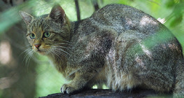 ワイルドキャット