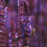 Pszczoła na szałwii łąkowej