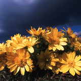 Adonis transsylvanica