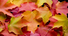 가을 때의 나뭇잎