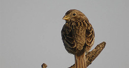 ハウススズメ（メス）