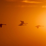 Lecące ptaki w słońcu