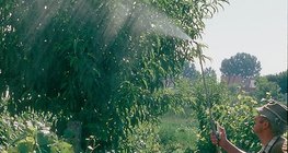 쐐기풀이 썩은 물 뿌리기