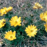 特兰西瓦尼亚金盏花