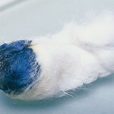 Iodine reacts with the starch, producing a blue colour