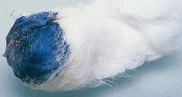 요오드가 녹말과 반응하면서 파란색 빛을 냅니다