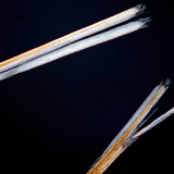 Hair with split ends