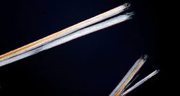 끝이 갈라진 머리카락