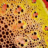 Vascular bundles, cross section (monocot)