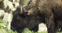 Bison