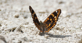 Lesser Purple Emperor