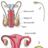 Szaporodási szervek, ivarsejtek