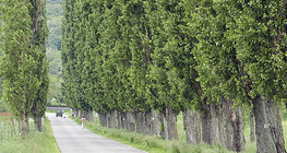 ブラックポプラの木