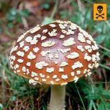 فطر أمانيت الذباب