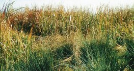 Obszar porośnięty turzycą