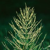 马尾草