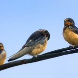 Barn swallows on a cable