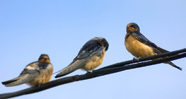 納屋はケーブルで呑み込む