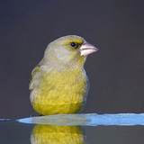European greenfinch