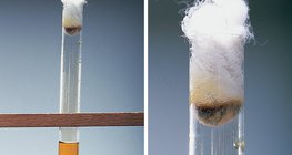 취소수와 요오드화칼륨 간의 반응