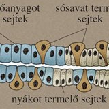 A gyomor nyálkahártyájának mirigye