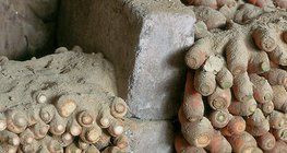 Хранение корнеплодов