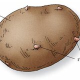 A burgonyagumó