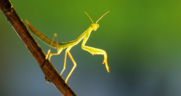 Praying mantis