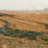 Сжигание стерни на поле