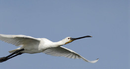 Eurasian spoonbill in flight