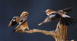 Eurasian jays