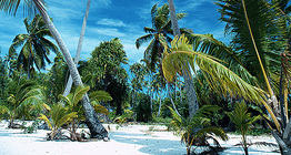 열대섬의 야자나무