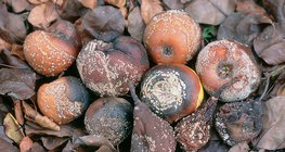 Яблоки, груши и сливы, поражённые монилиозом