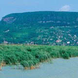 Заросли камыша на озере Балатон