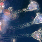 钟虫（淡水原生动物）