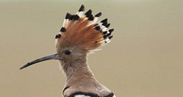 Hoopoe
