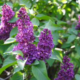 Lilak (potocznie bez)