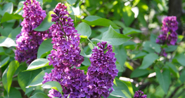 Lilak (potocznie bez)