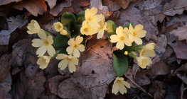 Primrose