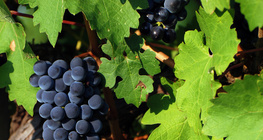 포도