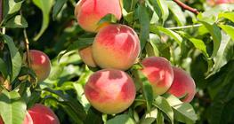 Brzoskwinie na drzewie