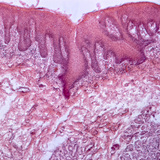 人的舌头的横截面