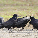 Rooks