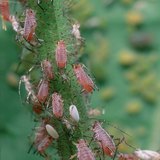 Aphids