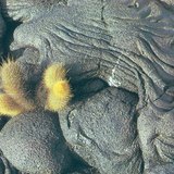 Solidified lava