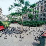 Голуби на городской площади