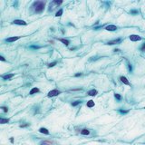 Loose connective tissue