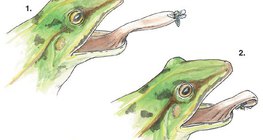 개구리의 혀 내밀기