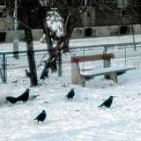 Грачи