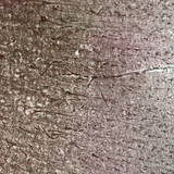 人类的大脑皮层与不同的细胞层